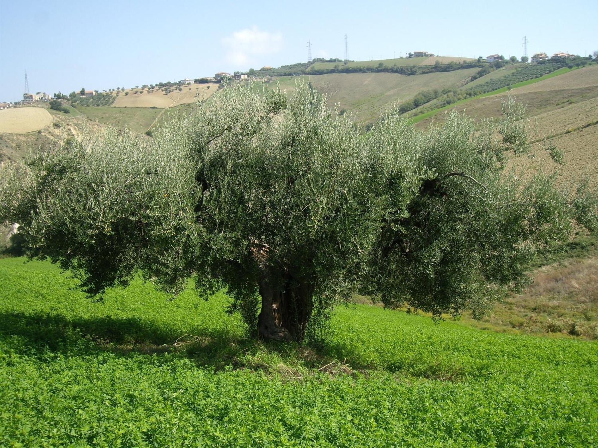 Agriturismo Il Borgo Degli Ulivi ロゼート・デッリ・アブルッツィ エクステリア 写真