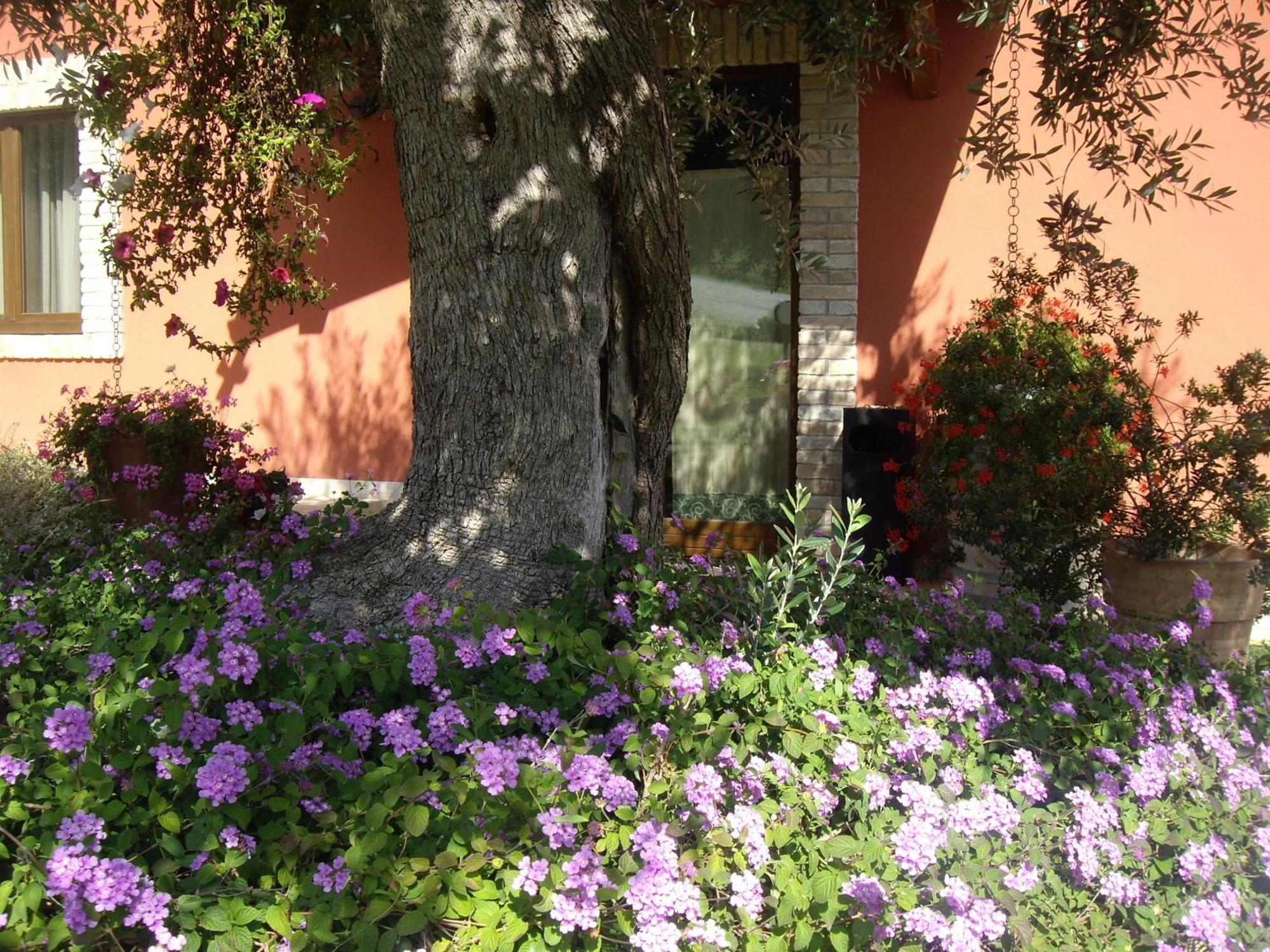 Agriturismo Il Borgo Degli Ulivi ロゼート・デッリ・アブルッツィ エクステリア 写真