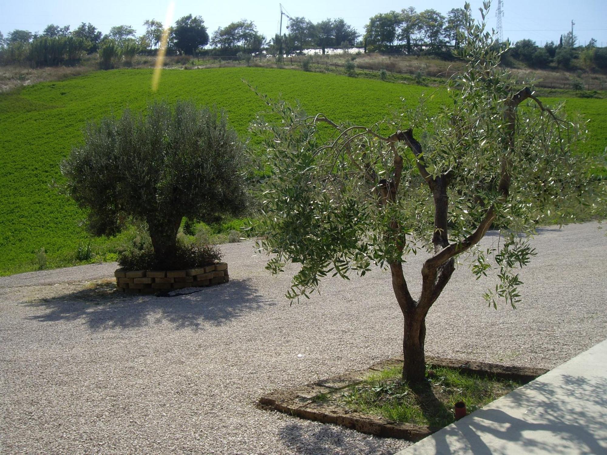 Agriturismo Il Borgo Degli Ulivi ロゼート・デッリ・アブルッツィ エクステリア 写真