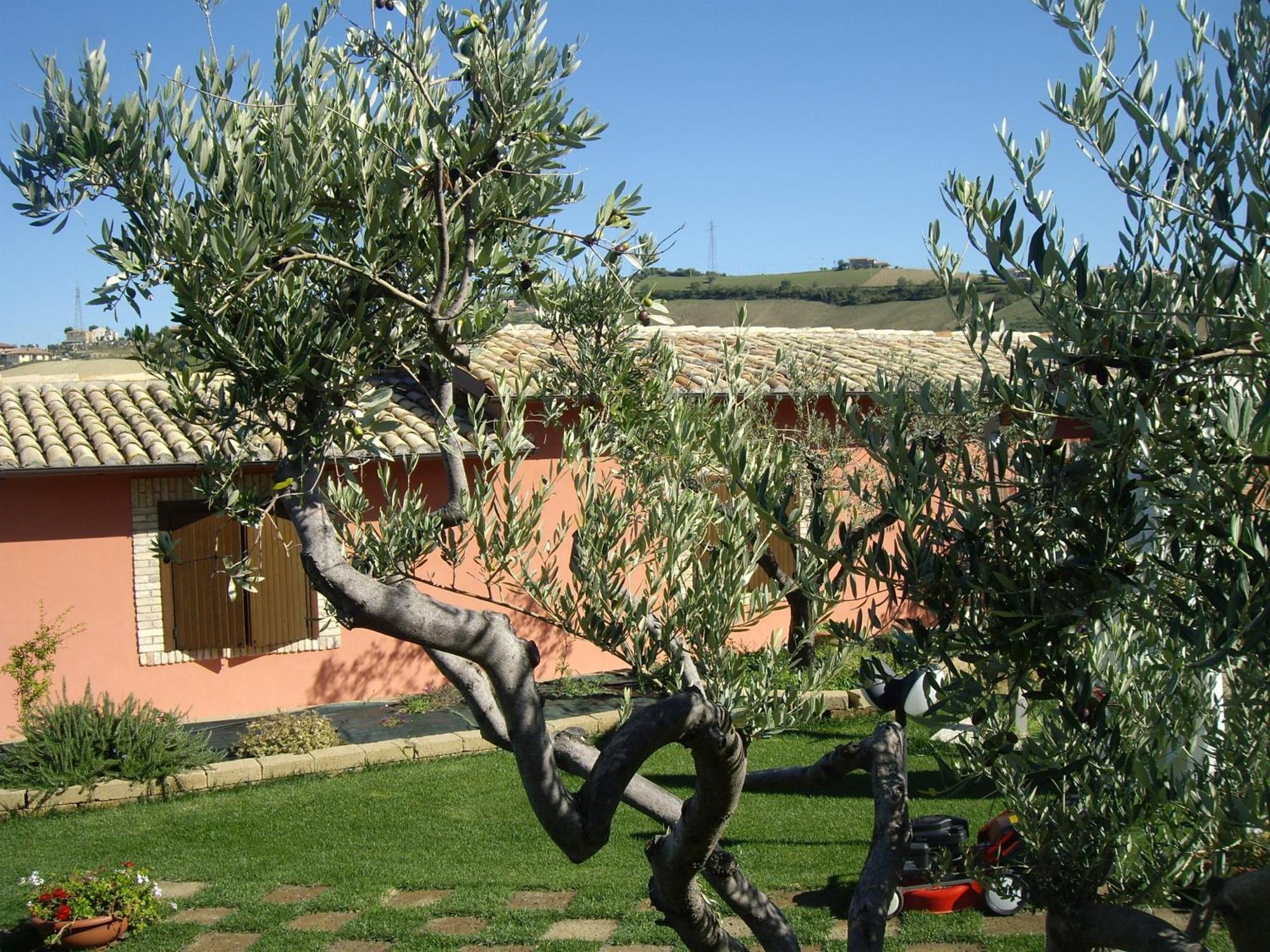 Agriturismo Il Borgo Degli Ulivi ロゼート・デッリ・アブルッツィ エクステリア 写真