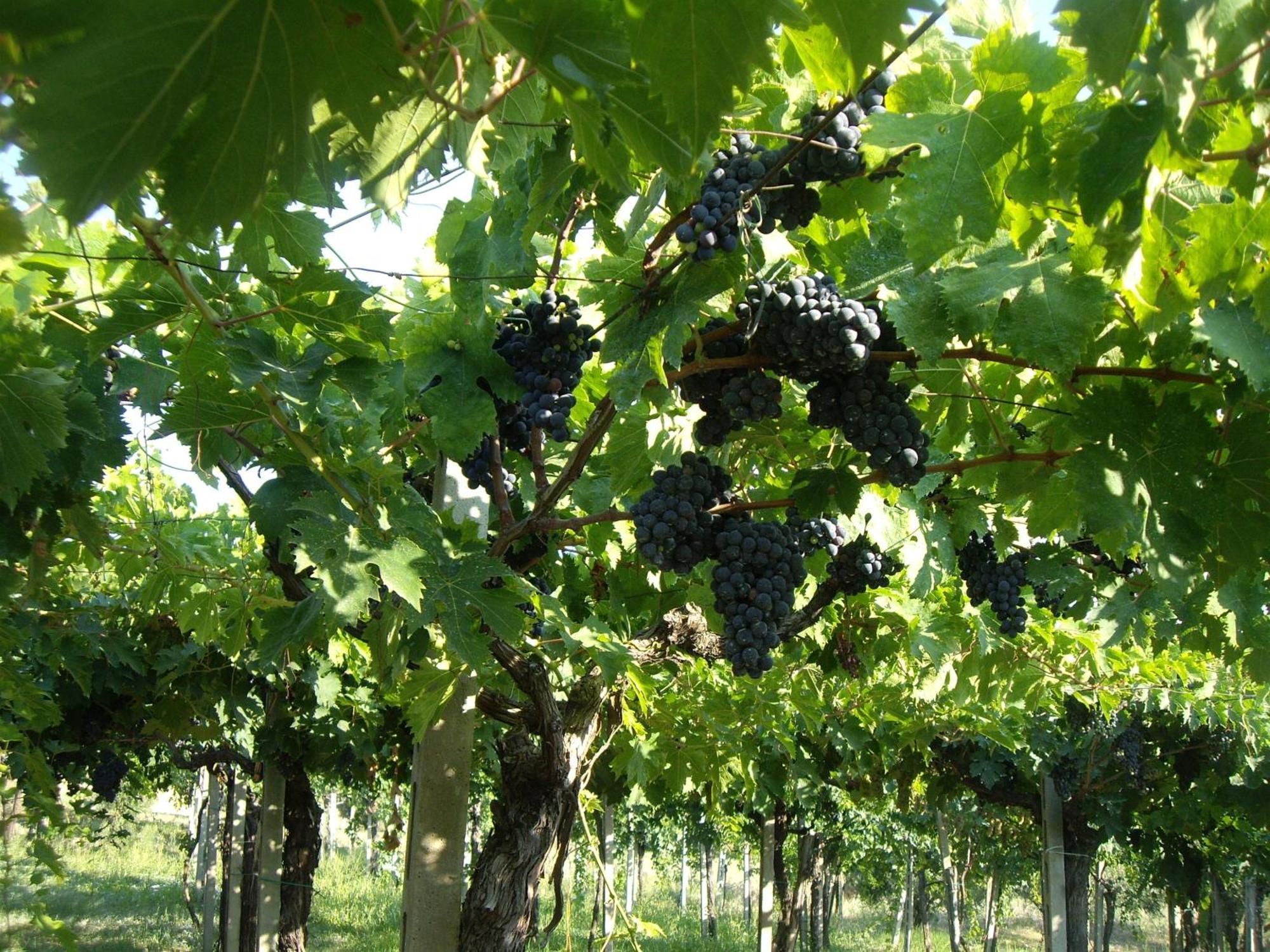 Agriturismo Il Borgo Degli Ulivi ロゼート・デッリ・アブルッツィ エクステリア 写真