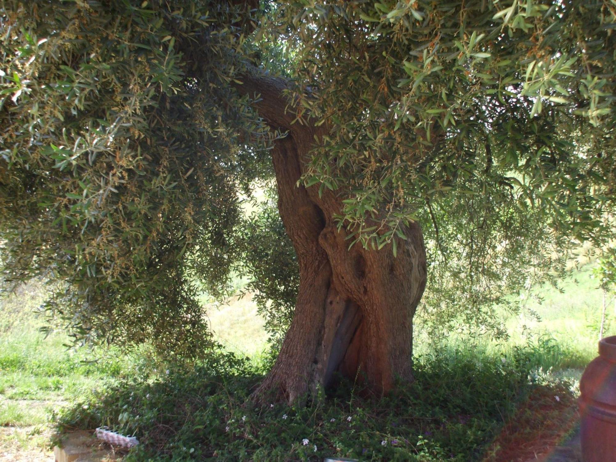 Agriturismo Il Borgo Degli Ulivi ロゼート・デッリ・アブルッツィ エクステリア 写真