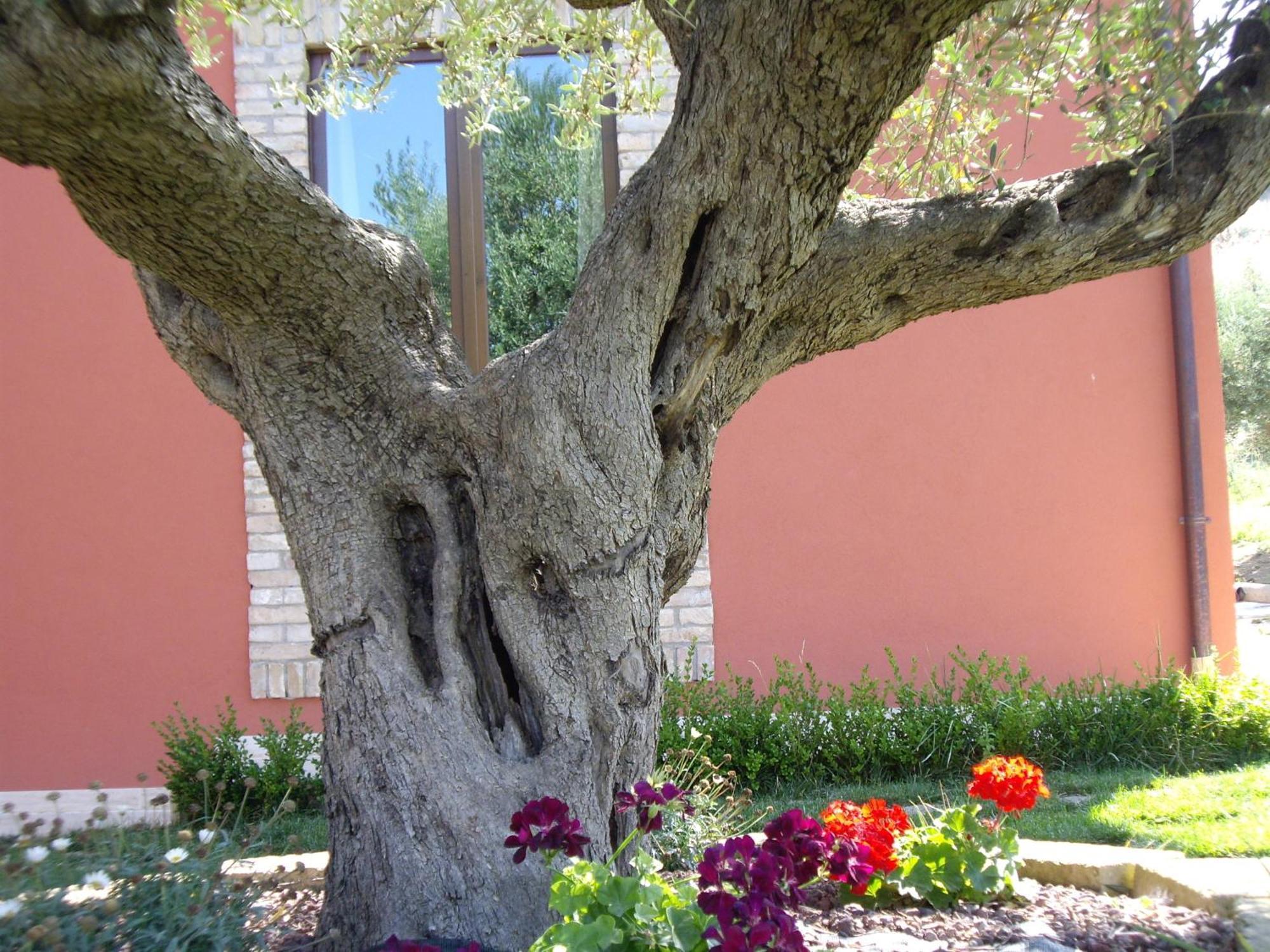 Agriturismo Il Borgo Degli Ulivi ロゼート・デッリ・アブルッツィ エクステリア 写真